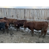 Image 5 : Bill Snyder - 650# March Delivery Heifers - 67 Head (Rimbey, AB)