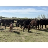Image 12 : Hines Ranching Co. Ltd. - 525# November Delivery Steer Calves - 210 Head (Marwayne, AB)