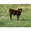 Image 4 : Munro Ranching - 540# October Delivery Heifer Calves - 85 Head (Cochrane, AB)