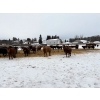 Image 5 : Four Harts Cattle Co. - 890# March Delivery Heifers - 70 Head (Vermilion, AB)