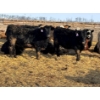 Image 6 : Cunningham Cattle Co. - 850# March Delivery Heifers - 270 Head (Rhein, SK)