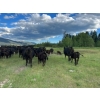 Image 6 : J. Manning & A. Bates - 550# October Delivery Steer Calves - 73 Head (Hat Creek, BC)