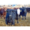 Image 3 : Justin Tateson - 1020# March Delivery Steers - 130 Head (Scandia, AB)