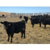 Image 8 : Bauer Ranching - 790# February Delivery Steers - 190 Head (Hilda, AB)