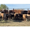 Image 7 : Franklin Cattle Co. - 575# December Delivery Weaned Heifers - 200 Head (Grenfell, SK)