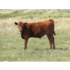 Image 11 : Henrickson Ranch & TC Farms  - 590# November Delivery Steer Calves - 95 Head (Patricia, AB)