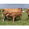 Image 6 : R-Five Simmentals - 825# September Delivery Steer Calves - 75 Head (Hoadley, AB)