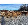 Image 8 : Turtleview Livestock - 750# January Delivery Steers - 77 Head (Goodlands, MB) VBP+