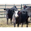 Image 4 : Darren Wagner - 24 Black Angus X Replacement Heifers (Lancer, SK)