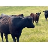 Image 11 : Starland Colony - 680# October Delivery Steer Calves - 60 Head (Drumheller, AB)