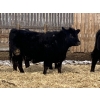 Image 7 : Hawk Ranching - 970# March Delivery Steers - 65 Head (Nanton, AB)
