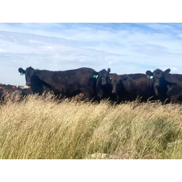 Crane Lake Land & Cattle - 1000# October Grass Heifers - 180 Head (Kerrobert, SK)