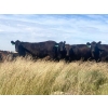 Image 1 : Crane Lake Land & Cattle - 1000# October Grass Heifers - 180 Head (Kerrobert, SK)