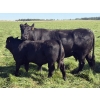 Image 6 : Leedale Farming - 830# September Delivery Steer Calves - 225 Head (Eckville, AB)