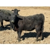 Image 5 : Van Hal Livestock Inc. - 33 Black Angus Replacement Heifers (Seven Persons, AB)