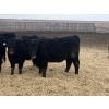 Image 2 : Echo Springs Ranching - 655# February Delivery Heifers - 95 Head (Granum, AB)