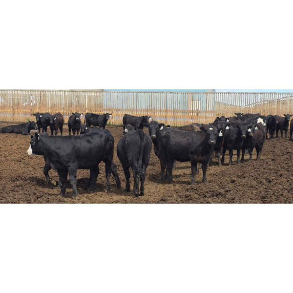 Ripple Rock Ranch - 700# June Delivery Heifers - 90 Head (Fincastle, AB)