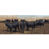 Image 1 : Ripple Rock Ranch - 700# June Delivery Heifers - 90 Head (Fincastle, AB)