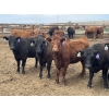 Image 3 : Lazy B Farm & Ranch - 975# August Delivery Heifers - 130 Head (Linden, AB)
