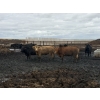 Image 4 : Cromer Cattle Company Inc. - 1000# September Delivery Heifers - 30 Head (Cromer, MB)