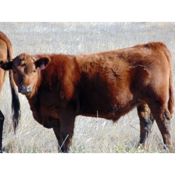 Warren Peters - 680# October Delivery Steer Calves - 34 Head (Hays, AB)