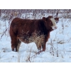 Image 4 : Steven & Janet Yule - 510# December Delivery Steer Calves - 85 Head (Gleichen, AB)