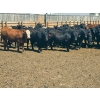 Image 5 : M.S. MacLean Livestock - 1020# May Delivery Steers - 59 Head (Coaldale, AB)
