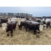 Image 2 : Birkenhagen Farms - 880# January Delivery Steers - 51 Head (Carrot Creek, AB) VBP+