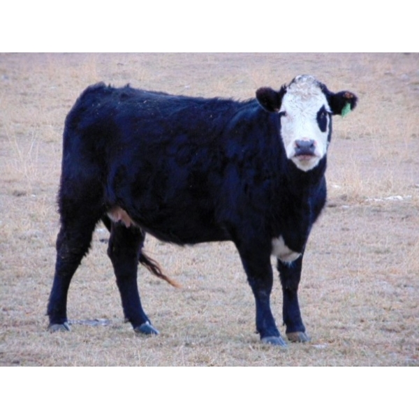 Ray Torkelson - 10 BBF Angus/Simm X 2nd Calvers (Millicent, AB)