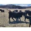 Image 6 : Rafter B Ranch - 40 Simm/Angus X Pairs (Gronlid, SK)