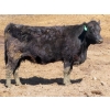 Image 6 : Leib Farm & Ranch Ltd. - 15 Black Angus/Black Angus X Bred Cows (Southey, SK)