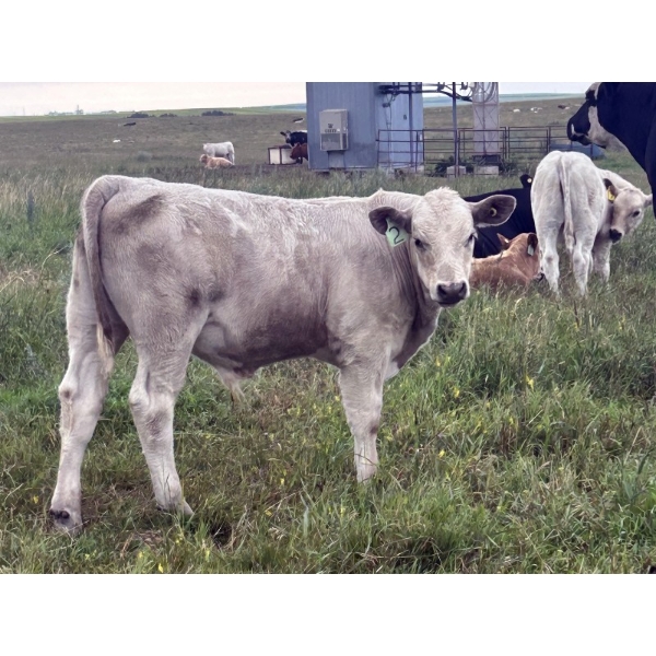 Fred Courtney - 615# October Delivery Steer Calves - 72 Head (Delia, AB)
