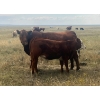 Image 22 : Blaine & Sue Hudec - 615# November Delivery Steer Calves - 80 Head (Jenner, AB)