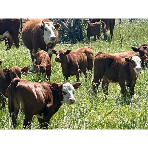 Pine Ranch Ltd. - 450# November Delivery Heifer Calves - 50 Head (Morse, SK) VBP+