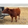 Image 1 : 1911 Farms (Meah & Chad Olsen) - 1 RWF Heifer (Pen 729)