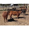 Image 3 : Alan Fridlington - 730# May Delivery Heifers - 162 Head (Kersley, BC)