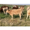 Image 6 : Rumohr Ranching Partnership/Cophill Cattle Ltd - 600# November Heifer Calves - 95 Head (Sedalia, AB)