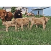 Image 3 : J&E Farms Ltd. - 650# November Delivery Steer Calves - 90 Head (Tilley, AB)