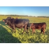 Image 2 : Stellar Farms - 670# October Delivery Steer Calves - 88 Head (Moosehorn, MB) VBP+