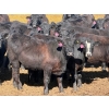 Image 5 : Rob Mossey - 940# April Delivery Steers - 65 Head (Vauxhall, AB)