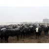 Image 8 : Shark Farms - 750# March Delivery Steers - 170 Head (Nanton, AB)