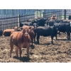 Image 2 : Chipping Hill Cattle Co. - 790# June Delivery Heifers - 65 Head (MacGregor, MB)