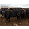 Image 7 : Van Hall Cattle Company Ltd. - 990# April Delivery Steers - 168 Head (Scandia, AB)