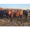 Image 5 : C.O. Johnson & Sons Ranches - 832# March Delivery Steers - 107 Head (Scandia, AB) VBP+