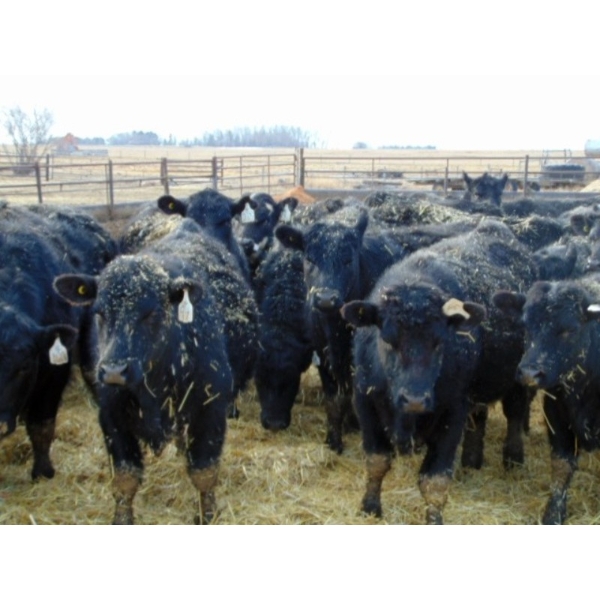 Leon Torkelson - 750# March Delivery Steers - 75 Head (Millicent, AB)