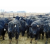 Image 1 : Leon Torkelson - 750# March Delivery Steers - 75 Head (Millicent, AB)