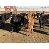 Image 4 : Lazy B Farm & Ranch - 690# March Delivery Steers - 45 Head (Linden, AB)