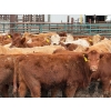 Image 6 : Doerksen Farms - 1000# August Delivery Heifers - 63 Head (Gem, AB)