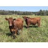 Image 10 : Lone Star Cattle Co. - 1040# Sept/Oct Delivery Grass Steers - 390 Head (Buck Lake, AB)