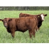 Image 2 : Centreview Farms Ltd & Darcy Wold - 780# October Delivery Steer Calves - 80 Head (Mirror, AB)